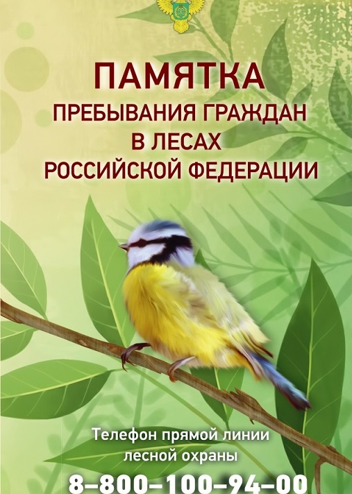Памятка пребывания граждан в лесах Российской Федерации